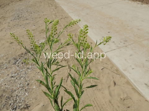 pepperweed, Virginia